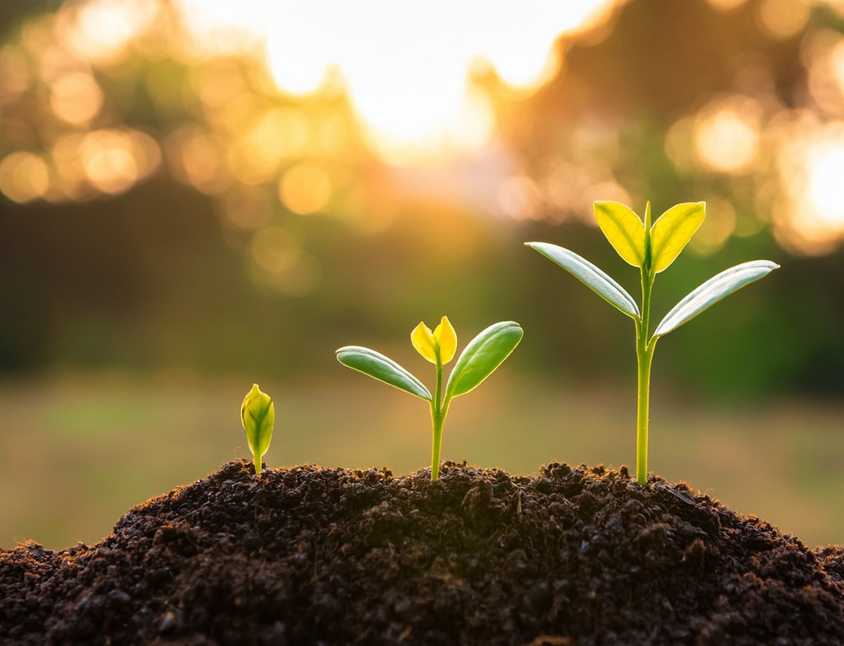Seedlings growing in soil at sunrise